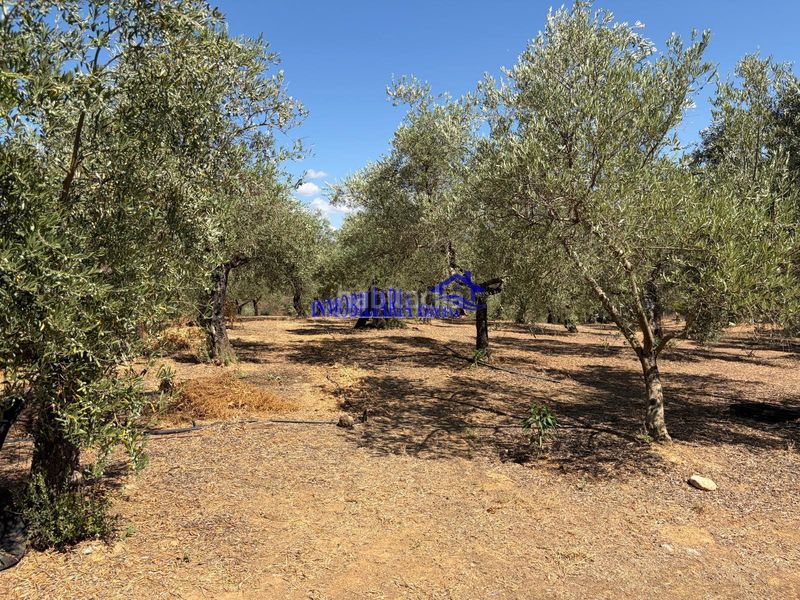 Foto c83486a5-fe3e-4652-b605-2ff98bf467b6. Masia a Adamuz