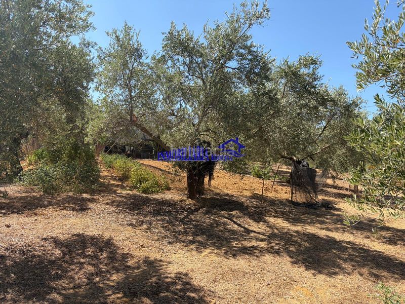 Foto cf26d97f-e325-43e8-80b7-dafcaa3054ed. Masia a Adamuz
