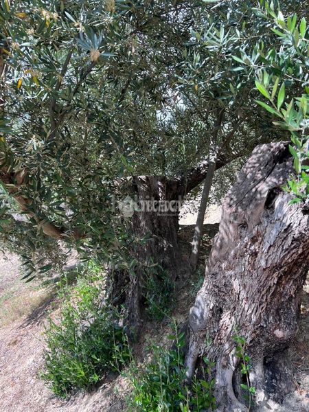 Foto ddbd216b-a9fa-4e55-a374-9ab841eabad6. Masia a Puente Jontoya - Puente de la Sierra - El Arroyo Jaén