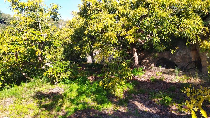 Foto 271633ea-d6d7-4b97-9af3-a7a4fc456792. Fondo rustico in paraje almachares 15 in Frigiliana