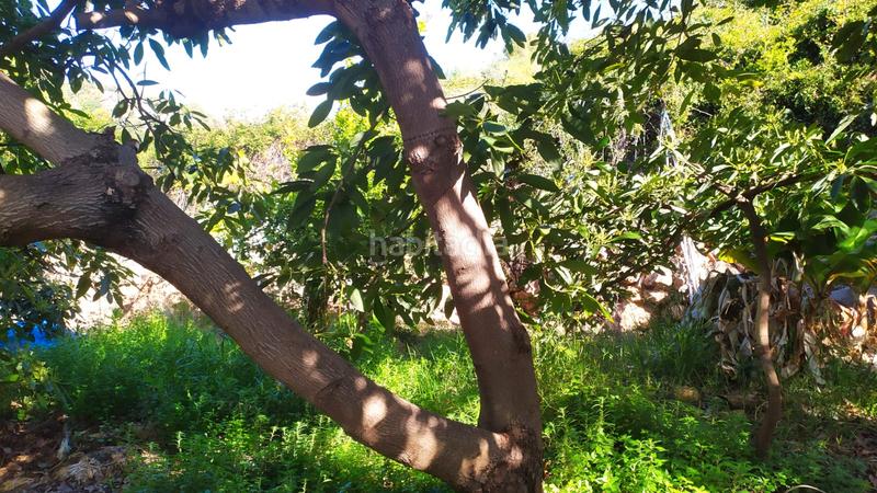 Foto a71b6210-1cac-4f2f-86d2-231c17d59ae6. Fondo rustico in paraje almachares 15 in Frigiliana