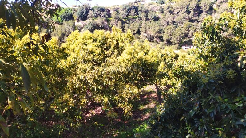 Foto ba56fe16-6c36-4d9d-a8a8-d8b5a2ba9bcd. Fondo rustico in paraje almachares 15 in Frigiliana