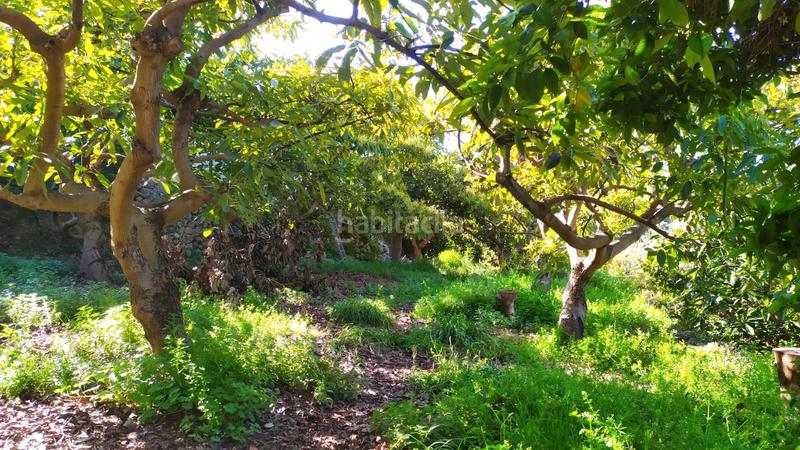 Foto c55a099a-d208-402f-adef-2e7570c1188c. Fondo rustico in paraje almachares 15 in Frigiliana