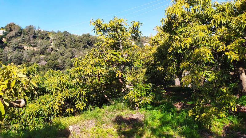 Foto c665c7e6-c100-4b4b-be67-ea8d72b4739a. Fondo rustico in paraje almachares 15 in Frigiliana