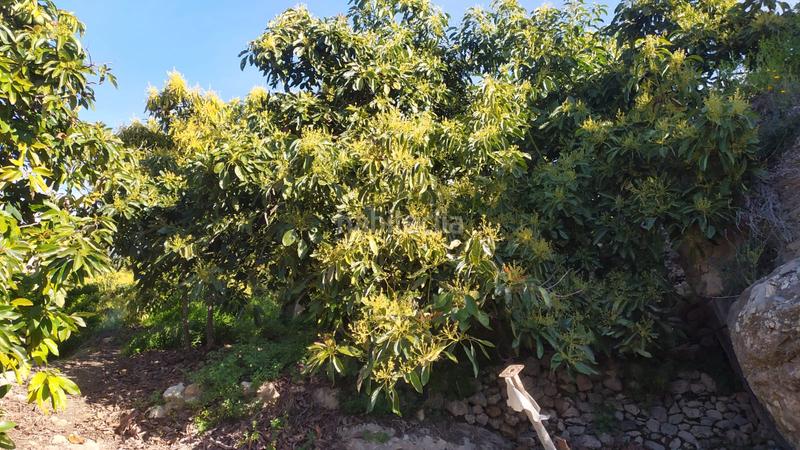 Foto fb7a54b7-5620-4792-86c0-1a94cf8a7c35. Fondo rustico in paraje almachares 15 in Frigiliana