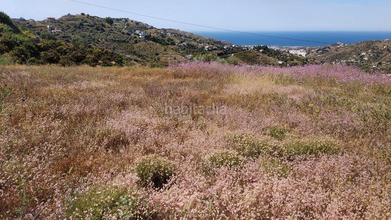 Foto 2f139350-62f1-4d4a-bc25-91e19cfacadf. Mas dans diseminado pago carrasco 3051 dans Torrox pueblo Torrox