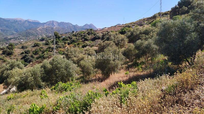 Foto 6457e0ad-0d2f-4c0b-919a-38972e4c5d48. Mas dans diseminado pago carrasco 3051 dans Torrox pueblo Torrox