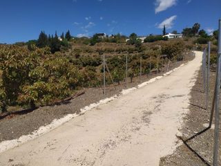 Rural plot  Camino de peñones 11. Parcela en venta frigiliana con unos 10.536 m2 con 500 mangos y