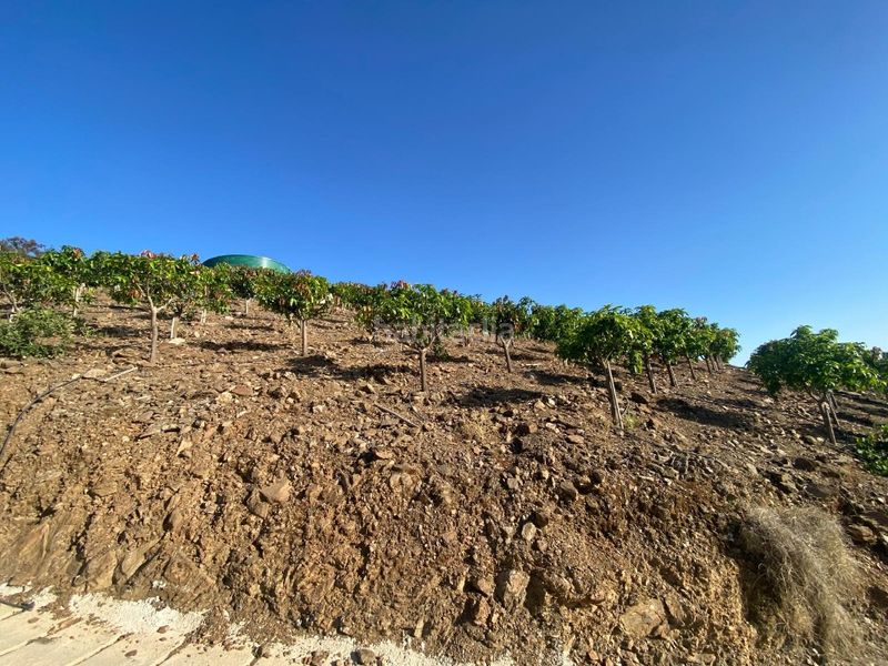 Foto c43456a7-6231-40f1-8d94-f874e8323d80. Finca rústica a carretera vélez-málaga 1d a Norte - Barrio del Pilar - El Reñidero Vélez - Málaga