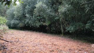 Terreny residencial a Somozas (As)