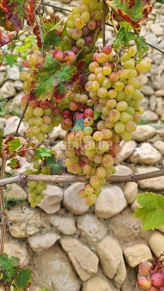 Foto dcddbfc2-b376-428e-8add-7394540b9bd2. Finca rústica a Xixona