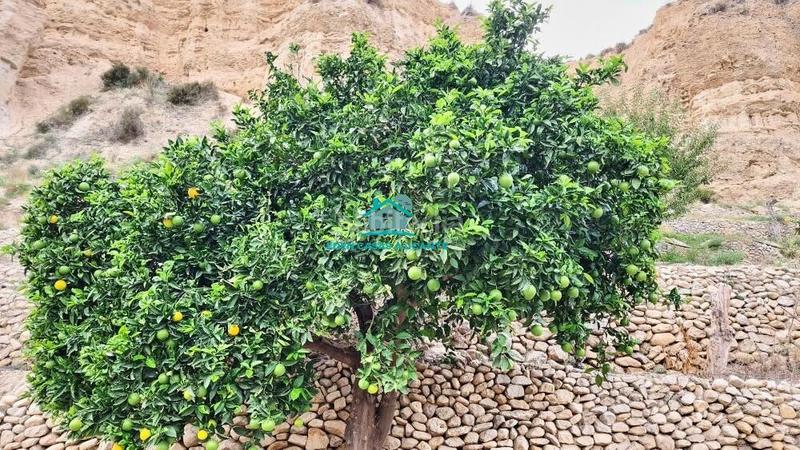 Foto e83f4456-2a48-4f63-8116-50c2a26a039b. Finca rústica a Xixona