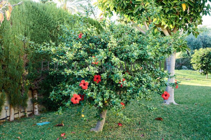 Foto e7d7b5cd-bf22-4a03-b285-b0a426ddb507. Casa a schiera in camino reial de vilajoiosa 20 in Campello (el)