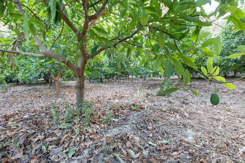 Foto 1f067108-6575-4c5f-b4b4-ea59f890a2d7. Fondo rustico in Vélez de Benaudalla