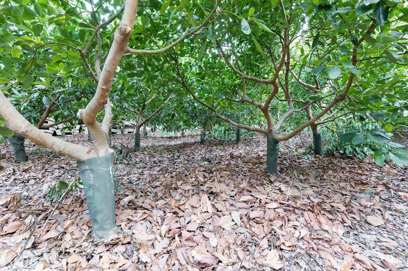 Foto 2baff7a7-8aa0-47ae-a3a0-ce9871869781. Fondo rustico in Vélez de Benaudalla