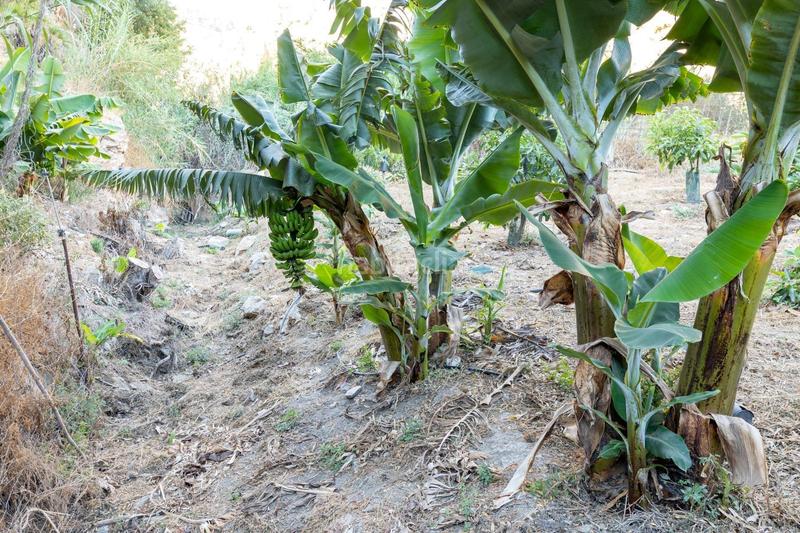 Foto bd05f9d1-668e-4f22-b1fe-c9f91bdb3054. Fondo rustico in Vélez de Benaudalla