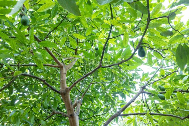 Foto e453ecdc-3f83-4816-9a51-65f1bfa67552. Fondo rustico in Vélez de Benaudalla