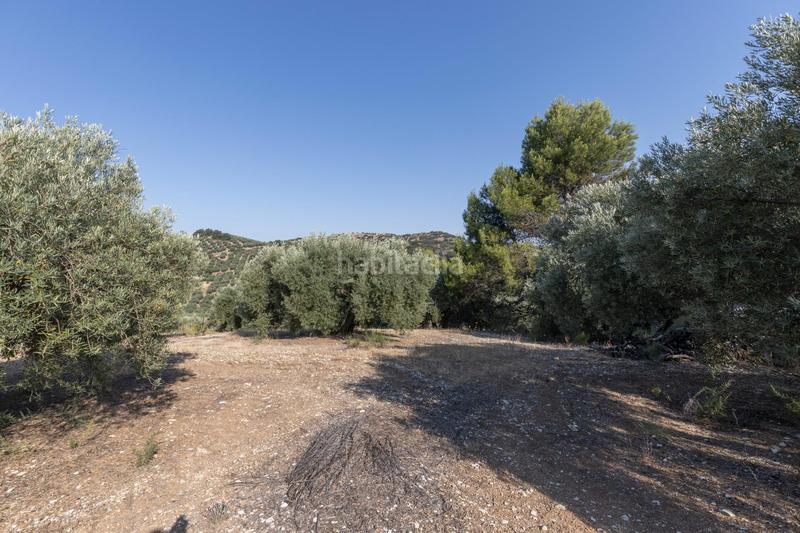 Foto bcb032db-e856-4575-aa1d-782fdc932e16. Finca rústica a Montefrío