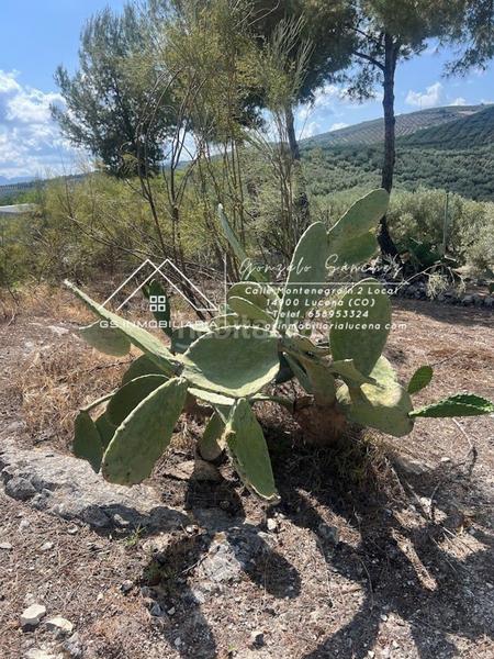 Foto 18a1e431-f2b4-4de9-b1fa-73938df1b5b4. Wohngrundstück in El Carmen - La Barrera Lucena