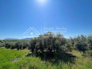 Rural plot in Las Vegas - Campoaras