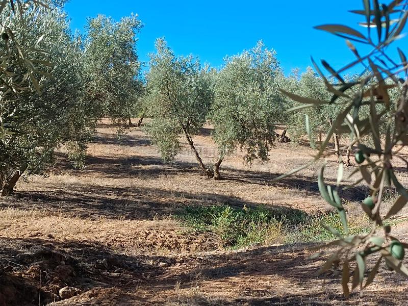 Foto 2b6aa92d-92b3-40b7-985a-3f6750c3f46a. Casa a Archidona