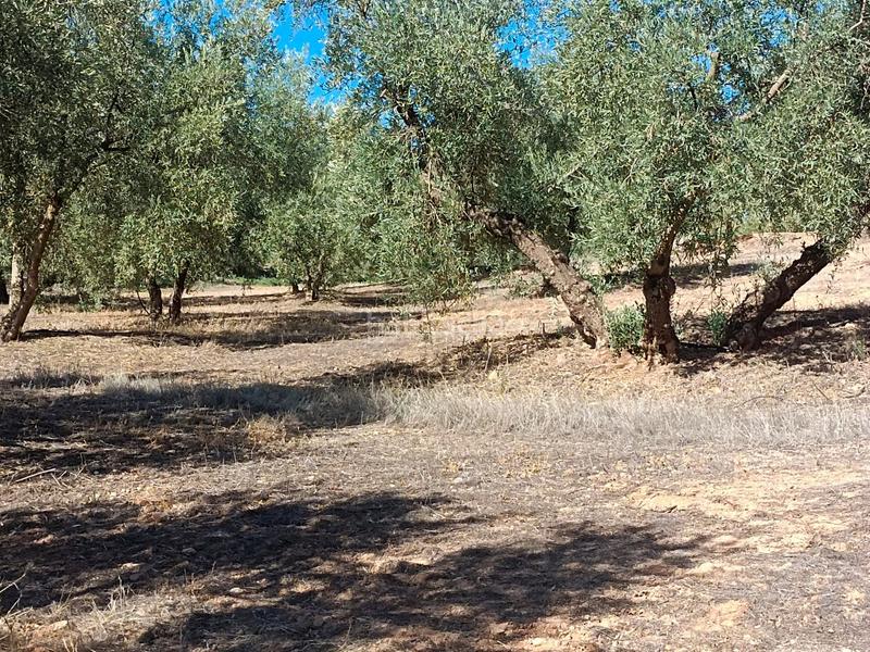 Foto 4cc346dc-5cf4-4241-8ad8-1dbc49fda158. Casa a Archidona