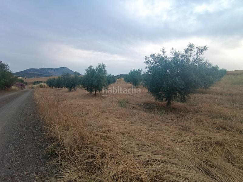 Foto 13adbfe9-0d8c-4872-9497-1c51e73a8be2. Finca rústica chollo parcela rústica de olivos en producción en Casabermeja
