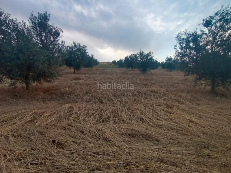 Foto 172f05fb-bbec-4e25-82c5-5e53081873ad. Finca rústica chollo parcela rústica de olivos en producción en Casabermeja