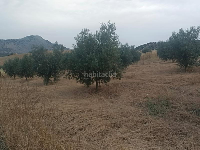 Foto 2ef47c2f-09a7-42e2-9bf8-3a08a771a8f3. Finca rústica chollo parcela rústica de olivos en producción en Casabermeja