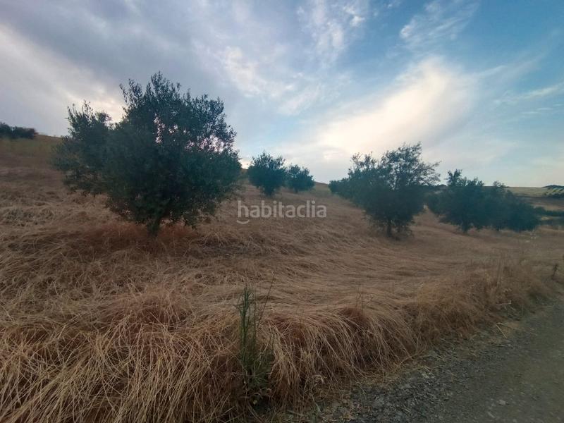 Foto 2f3e4ab5-6bb8-4505-9c47-e5b2d257414c. Finca rústica chollo parcela rústica de olivos en producción en Casabermeja