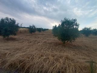 Finca rústica  N/a. Chollo parcela rústica de olivos en producción en casabermeja