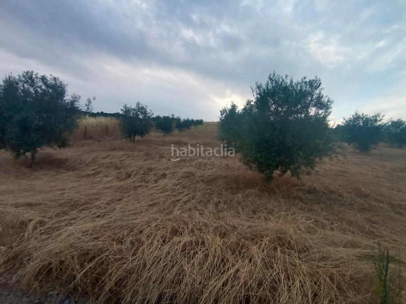 Foto a28b456e-c615-41a0-ae75-00230d0dad3a. Finca rústica chollo parcela rústica de olivos en producción en Casabermeja