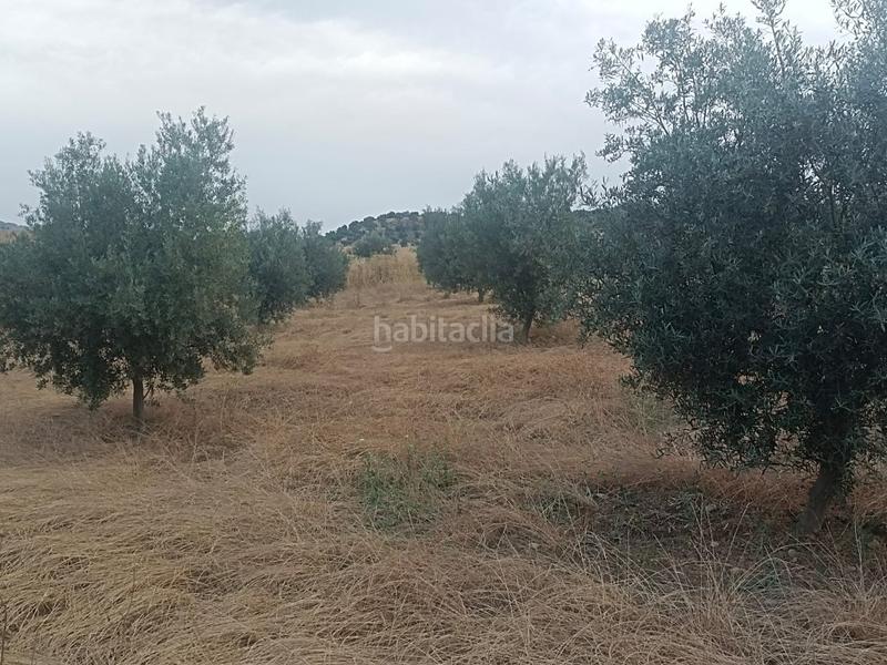 Foto d87f6613-c640-468b-8b68-128cddbcd4bc. Finca rústica chollo parcela rústica de olivos en producción en Casabermeja