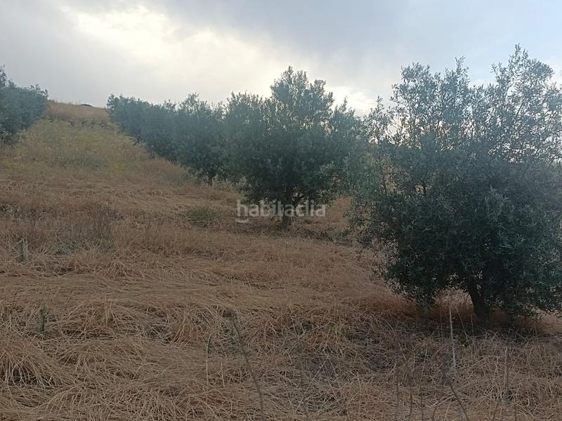 Foto f736fde2-8ce5-4c31-8640-5fc86d23a776. Finca rústica chollo parcela rústica de olivos en producción en Casabermeja