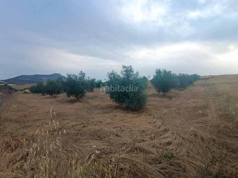 Foto fef5d383-151c-4675-b6eb-dbec21b66cd3. Finca rústica chollo parcela rústica de olivos en producción en Casabermeja