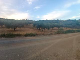 Finca rústica  N/a. Oportunidad única! parcela rústica de olivos en producción en ca