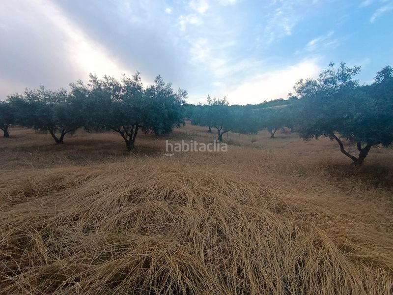 Foto 8b8f44e2-2e67-47e0-a2f6-84a755988395. Finca rústica a Casabermeja