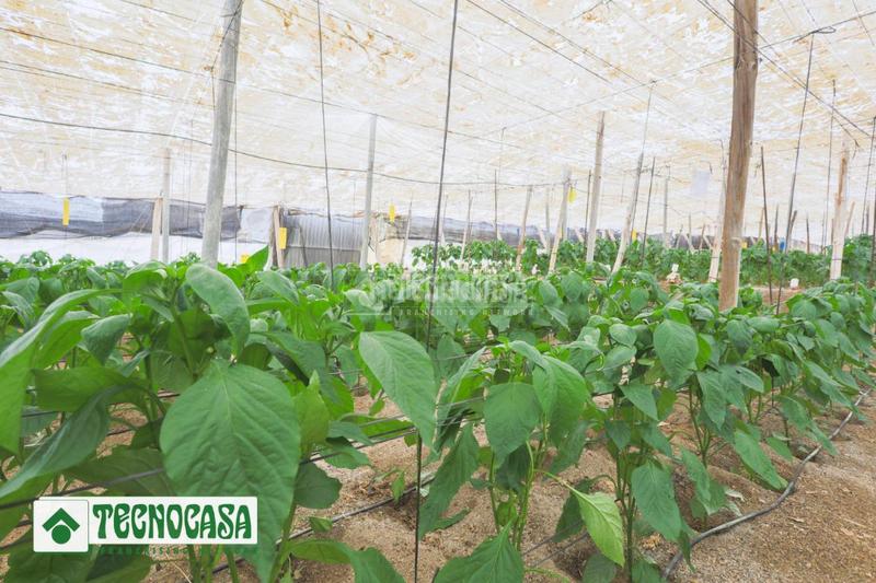 Foto 91f50635-9d3c-4810-9ad9-064a55667f47. Finca rústica terrenos en venta en Adra