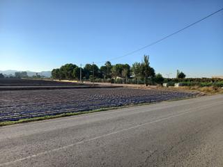 Residential Plot in Purias