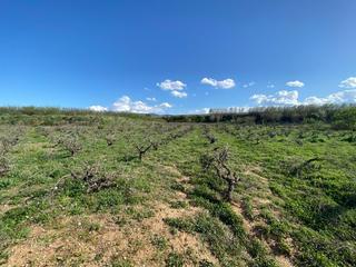Finca rústica a Montaverner. Venta parcela de viña en montavernervalencia