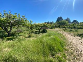 Finca rústica a Palomar. Venta finca rustica en el palomar