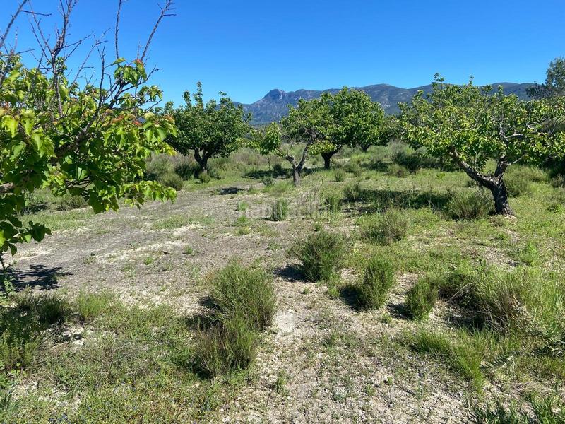 Foto 5f1c2fa2-4b2c-4408-bf32-04cac44f9c3c. Rural plot in Palomar