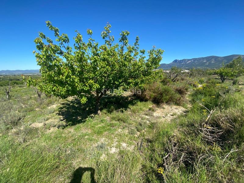 Foto 71ee1607-7b57-4582-8819-5b2e6ebe592c. Rural plot in Palomar