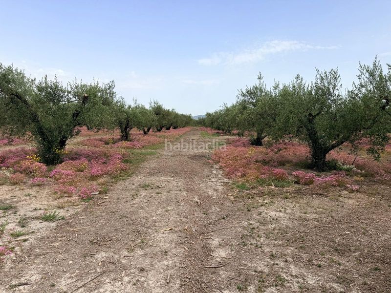 Foto 0fb29524-ac88-4e75-b759-85634b5a3f86. Terreny residencial a Albaida