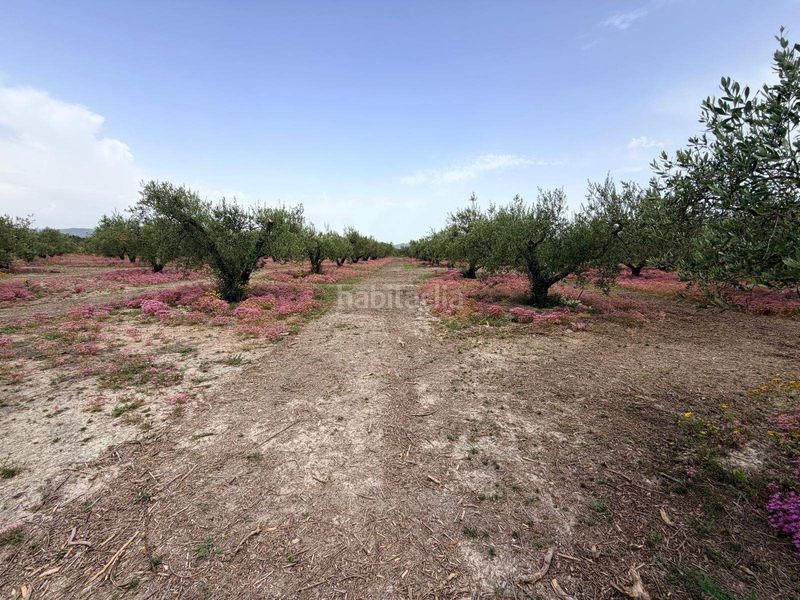 Foto 8fec0460-4983-4c02-b986-71a05d181e2a. Terreny residencial a Albaida