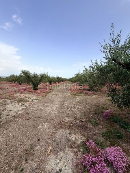 Foto a6d30615-67e6-4b55-8b0d-1e919ac0a8a3. Terreny residencial a Albaida