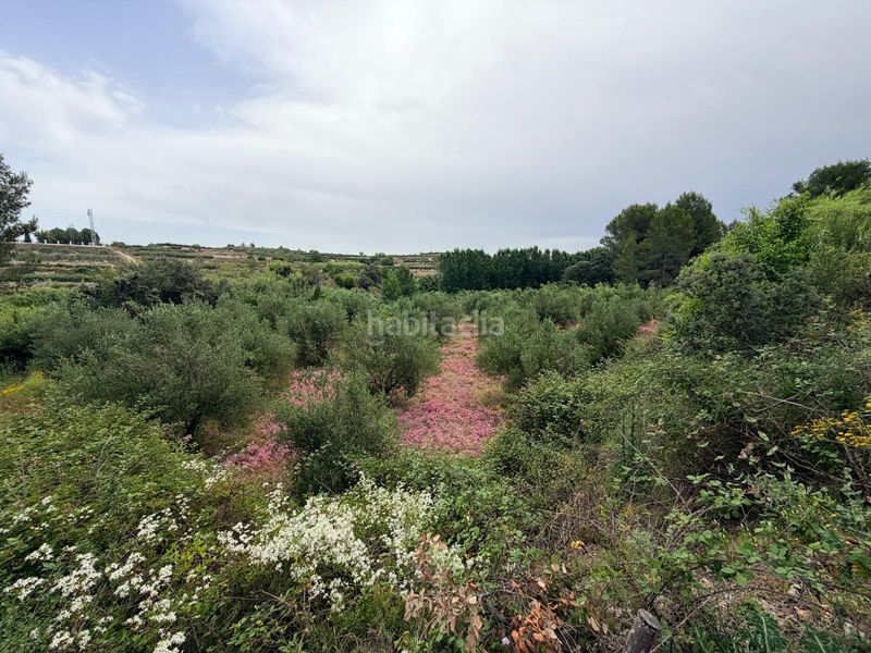 Foto aaf0c80e-9e07-4f73-bf26-ec729c767ab5. Terreny residencial a Albaida