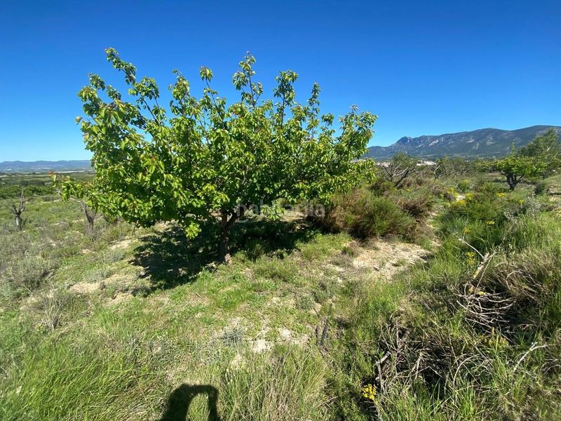 Foto eb470ca2-2b2f-4af6-8561-689c85779dd7. Finca rústica a Palomar