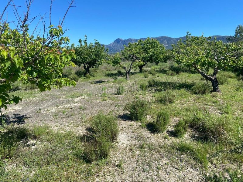 Foto fa6d8039-0982-496e-8ffe-3c1394fc5767. Finca rústica a Palomar