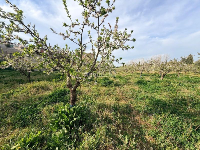 Foto e7b3360f-0a88-42f0-927c-eda87909c972. Finca rústica a Albaida